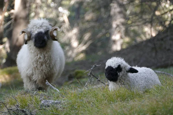 オーストリアの牧草地にあるヴァレーの黒い鼻の羊の群れ — ストック写真