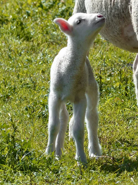 Fårlamm Ovis Aries Bergsstig — Stockfoto