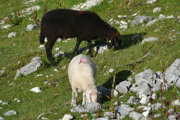 Hegyi Juhok Csordája Ovis Aries Magas Hegyekben — Stock Fotó