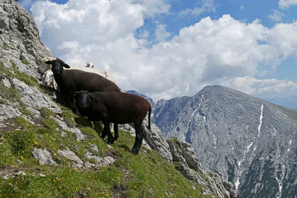 Herde Von Bergschafen Ovis Aries Hochgebirge — Stockfoto
