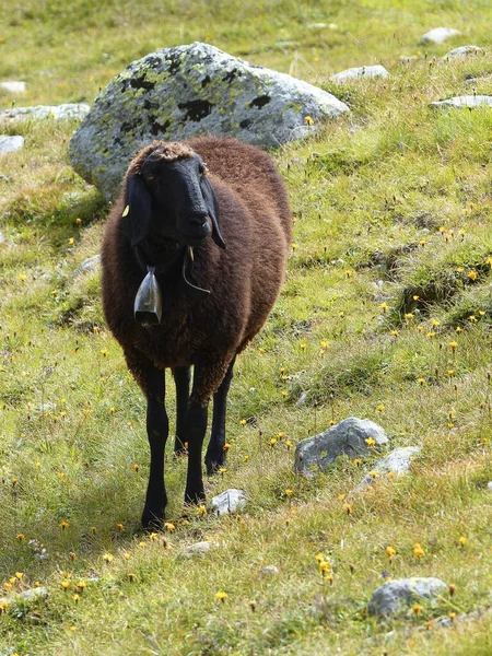 Stado Owiec Górskich Ovis Aries Wysokich Górach — Zdjęcie stockowe