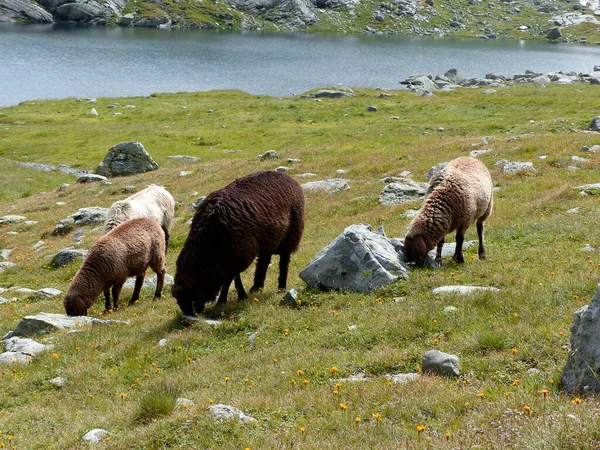 Stado Owiec Górskich Ovis Aries Wysokich Górach — Zdjęcie stockowe