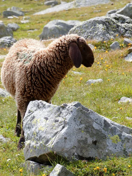 Stado Owiec Górskich Ovis Aries Wysokich Górach — Zdjęcie stockowe