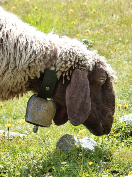 Troupeau Moutons Montagne Ovis Aries Haute Montagne — Photo