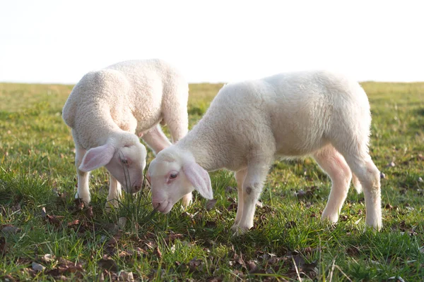 Två Unga Lamm Äng Våren — Stockfoto