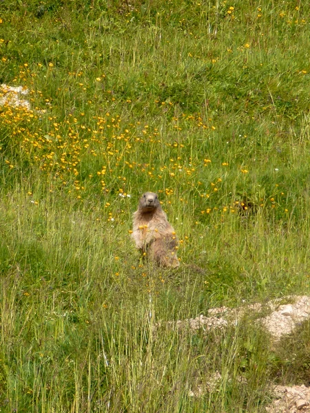 Marmot Montaña Schildenstein Baviera Alemania — Foto de Stock