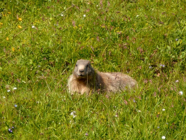 Marmot Bij Schildenstein Beieren Duitsland — Stockfoto