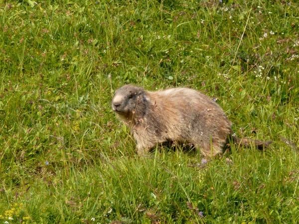 Marmot Montaña Schildenstein Baviera Alemania —  Fotos de Stock