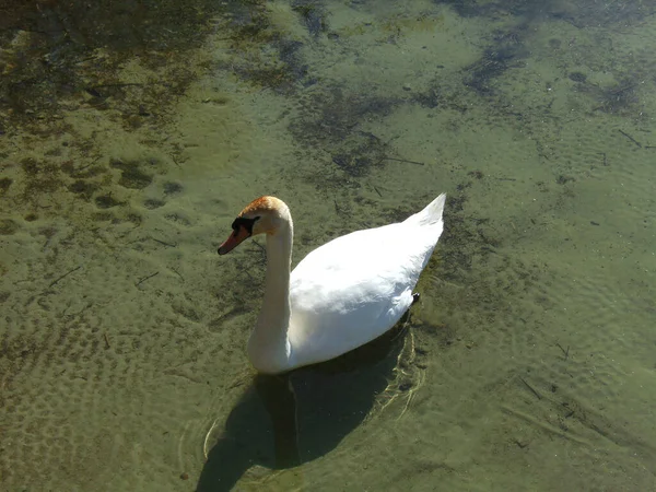 Белый Лебедь Озере Весной — стоковое фото