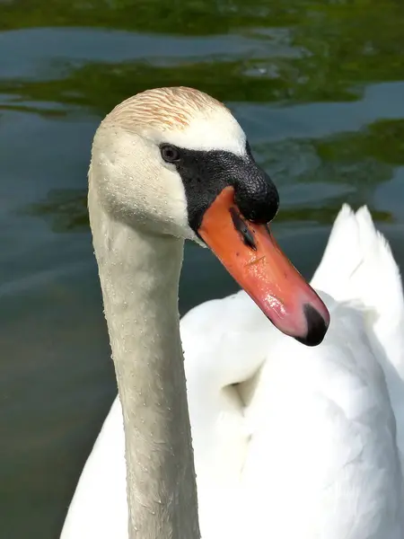 White Swan Lake Springtime — Stock Photo, Image