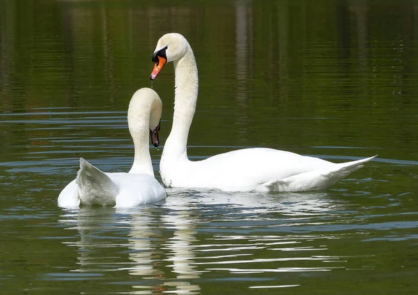 Два Белых Лебедя Озере Весной — стоковое фото