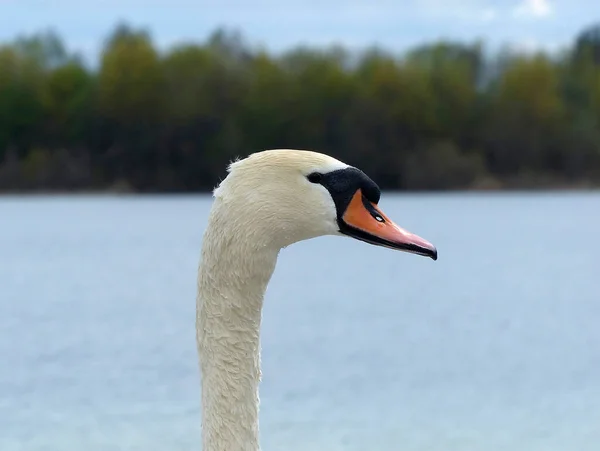 Lebădă Albă Lac Primăvară — Fotografie, imagine de stoc