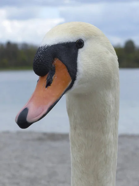 Cygne Blanc Lac Printemps — Photo