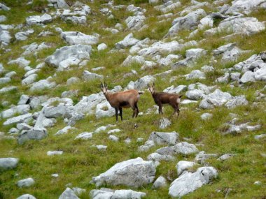 Chamois Soiernspitze Dağı, Bavyera, Almanya