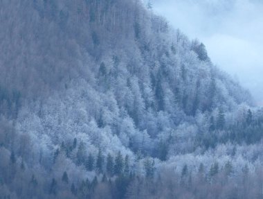 Kış mevsiminde yukarıdan sisli orman