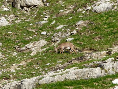 Genç dağ keçisi (Capra dağ keçisi) sonbaharda yüksek dağlarda