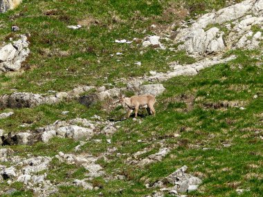 Genç dağ keçisi (Capra dağ keçisi) sonbaharda yüksek dağlarda
