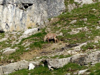Genç dağ keçisi (Capra dağ keçisi) sonbaharda yüksek dağlarda
