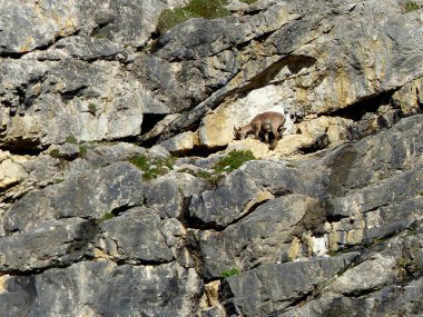 Genç dağ keçisi (Capra dağ keçisi) sonbaharda yüksek dağlarda