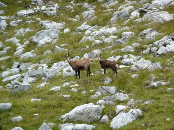 Chamois Soiernspitze Dağı, Bavyera, Almanya