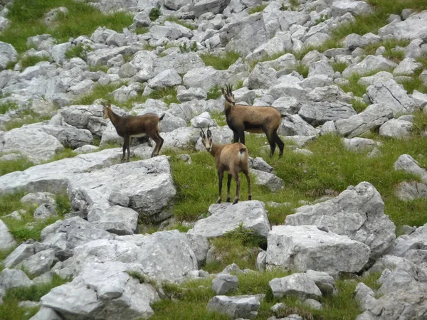 Chamois Soiernspitze Dağı, Bavyera, Almanya