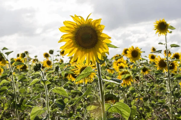 Champ Tournesol Automne Avec Ciel Bleu — Photo