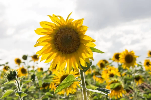 Solrosfält Hösten Med Blå Himmel — Stockfoto