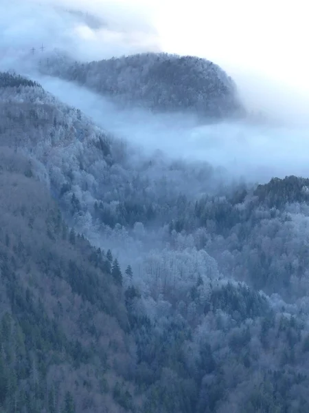 Nebelwald Winter Von Oben — Stockfoto