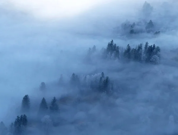 Forêt Brumeuse Hiver Haut — Photo