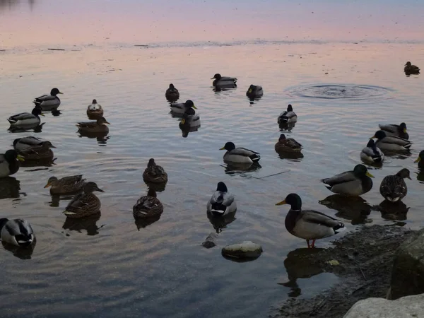 德国巴伐利亚Staffelsee湖的鸭子 — 图库照片