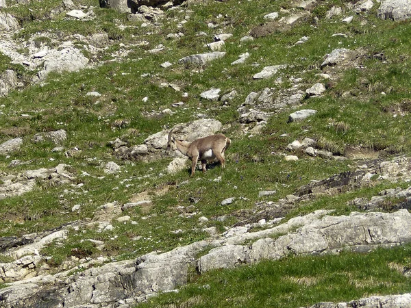 Молодой Альпийский Горный Козёл Capra Ibex Высоких Горах Осенью — стоковое фото
