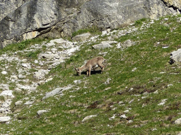 高山帯Ibex カプラIbex — ストック写真