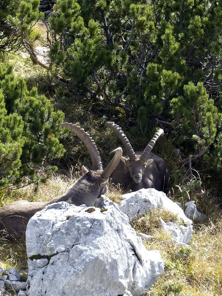 Два Альпийских Горных Козла Capra Ibex Высоких Горах Осенью — стоковое фото