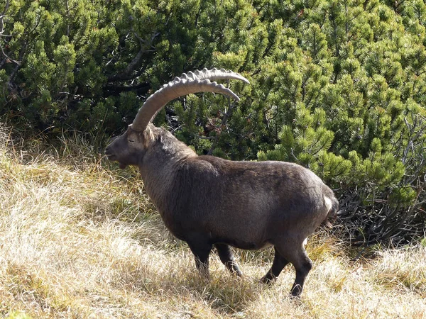 Alpský Kozorožec Capra Ibex Vysokých Horách Podzim — Stock fotografie