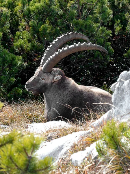Bouquetin Alpin Capra Ibex Haute Montagne Automne — Photo