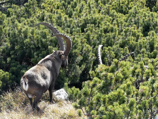 Deux Bouquetins Alpins Capra Ibex Dans Les Hautes Montagnes Automne — Photo