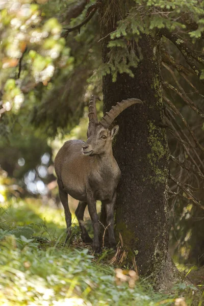 Alpský Kozorožec Capra Ibex Vysokých Horách Mezi Horskými Borovicemi Podzim — Stock fotografie