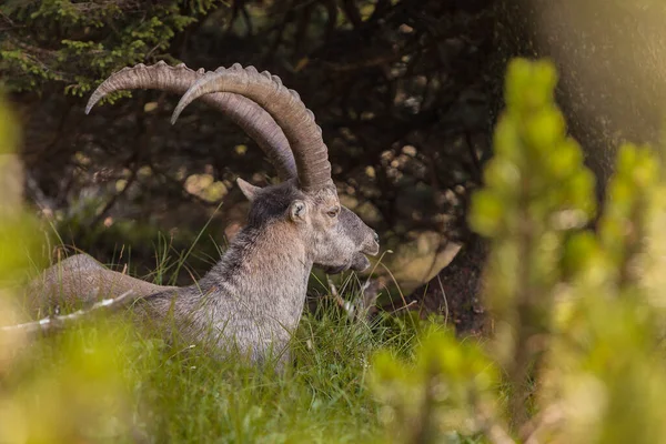 Bouquetin Alpin Capra Ibex Benediktenwand Bavière Allemagne Été — Photo