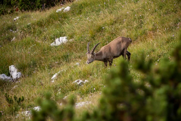 Jeune Bouquetin Alpin Capra Ibex Benediktenwand Bavière Allemagne Été — Photo