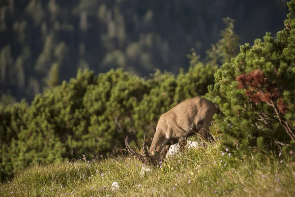 Joven Ibex Alpino Capra Ibex Montaña Benediktenwand Baviera Alemania Verano — Foto de Stock