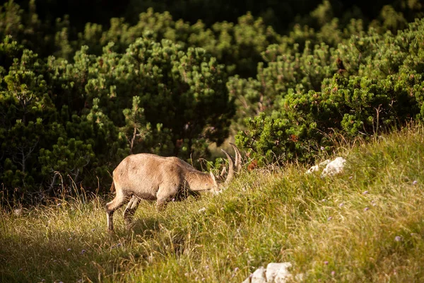 Alpiene Steenbok Capra Ibex Hoge Bergen Tussen Bergdennen — Stockfoto
