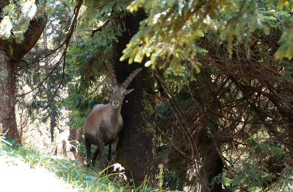 Bouquetin Alpin Capra Ibex Benediktenwand Bavière Allemagne Été — Photo