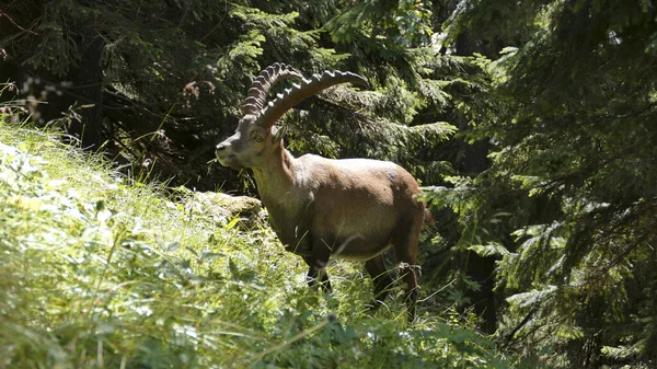 Alpský Kozorožec Capra Ibex Pohoří Benediktenwand Bavorsko Německo Létě — Stock fotografie