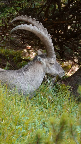 Bouquetin Alpin Capra Ibex Benediktenwand Bavière Allemagne Été — Photo