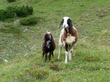 Avusturya Alplerinde dağ koyunları