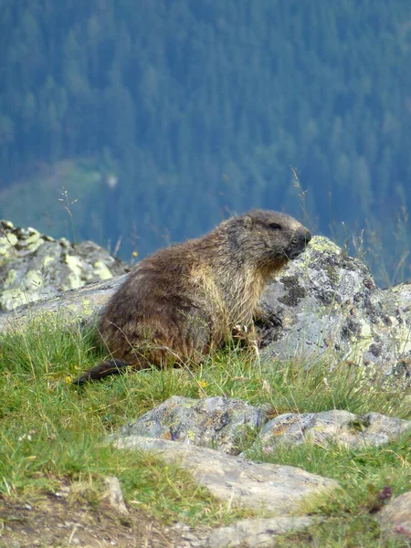 Marmot Stubai High Altitude Hiking Trail Lap Tyrol Austria — Stock Photo, Image