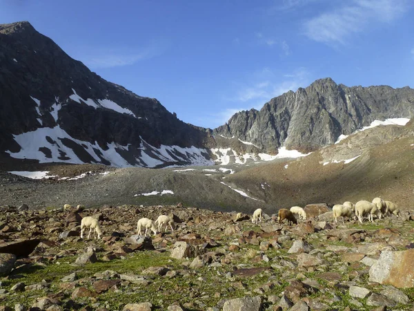奥地利蒂罗尔Stubai高空远足小径的羊 第8圈 — 图库照片