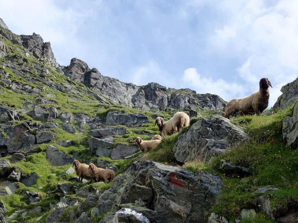 Ovejas Sendero Alta Altitud Stubai Vuelta Tirol Austria — Foto de Stock