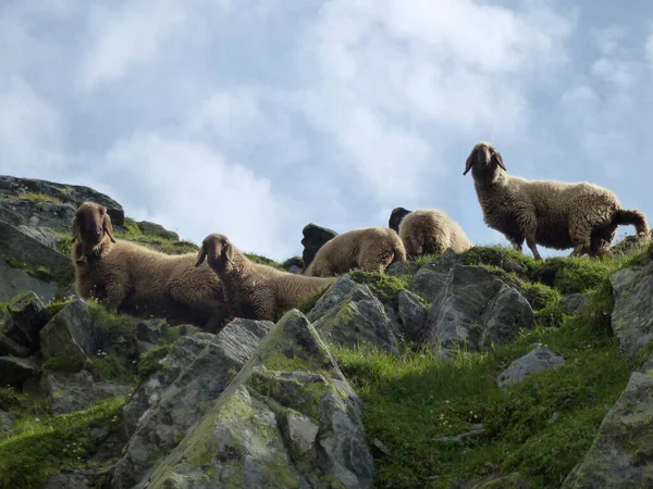 Moutons Sentier Randonnée Haute Altitude Stubai Tour Tyrol Autriche — Photo