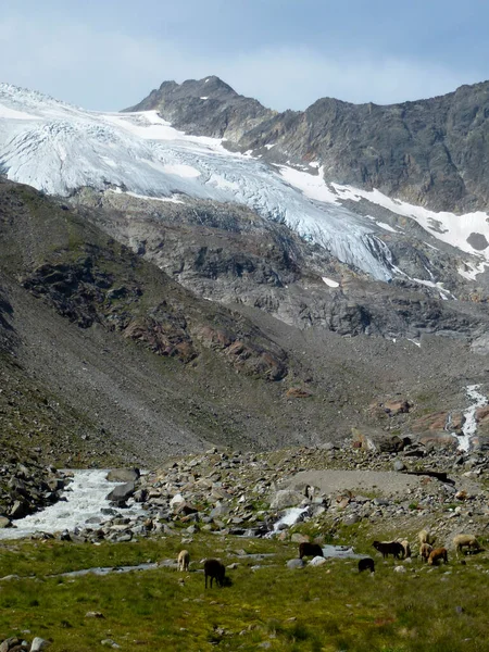 Stubai 'deki Sulzenau buzulu yüksek irtifa yürüyüş yolu, Tyrol, Avusturya' da 5 tur.